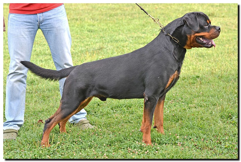 Excalibur vom Quercus Wald Excalibur vom Quercus Wald